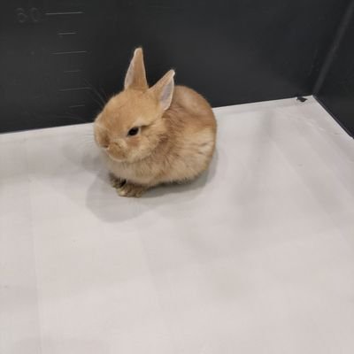 UFxOviIi6C86673's profile picture. うさぎ帝国第1王女のうさ姫ですわ！DMの返信は仲良しさんだけだよ～ごめんね💦