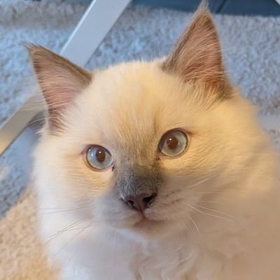 Bown_eccho's profile picture. ❝ Bonnie. she/her. 27 yo. ❞  INFJ. ✿
I miss my wife... #ALNST
I love ratz and maybe... you ? ᘛ⁐̤ᕐᐷ

pp : @
banner : @