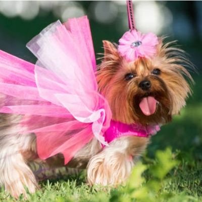 baeby3222's profile picture. avid trans lover, you're free to dm me