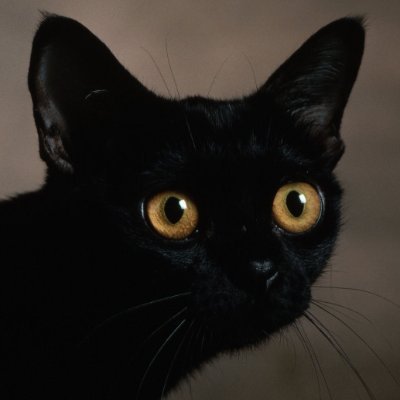 eksisally's profile picture. .