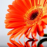 Yasmin Rehman (@rehmanyasmin) 's Twitter Profile