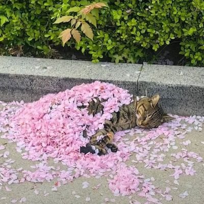 florrrdelirio90's profile picture. MAMAMOO👑

Rancia silenciosa...💯
Siguiendo atentamente los acontecimientos cluacales💋