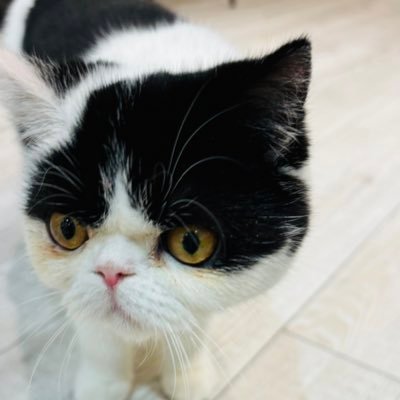 iwatemenjoshi's profile picture. とにかくラーメンが好きです。私の体はラーメンで出来ています😘ラーメン依存性です(自称)