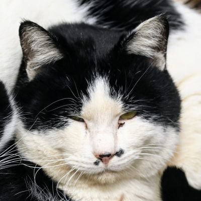 dd51rjow's profile picture. 誘惑、唆し、詐欺垢はブロ！！