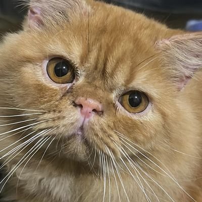 sikepoobgtnih's profile picture. 