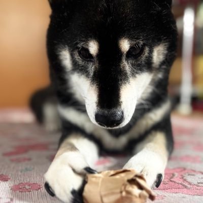 柴犬🐾雛子🌷♀さんのプロフィール画像