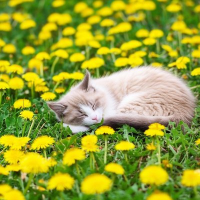 sweetmomLife42's profile picture. 普通のOLです｜子供たちと毎日ドタバタ💦｜精神疾患持ちだけど前向きに｜くまのイラストやグッズに癒されてる🧸🍀｜mofusandみたいにかわいいもの大好き！