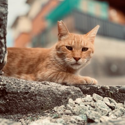 masaru_web_dev's profile picture. 2025年10月〜デイトラWeb制作コース受講中📚️
副業で少しでも生活を楽にすべく奮闘⚡️
学習記録