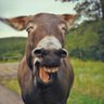 DoucheCanoe42's profile picture. 