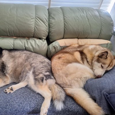 AladoricOCE's profile picture. prev: @ChiefsESC @PCE_GG @AvantGaming @TeamBliss_ES
discord aladoric