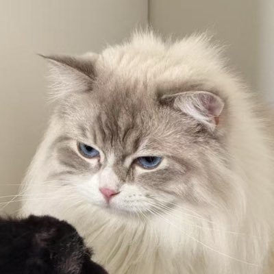 EmmaPeng19's profile picture. 