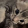 babylalisalloud's profile picture. 🪐 ꜱᴜᴘᴘᴏʀᴛ https://t.co/N9e8oxWWk0 ✩ ᴀʟᴛᴇʀƎɢᴏ ✩ 𝑳𝑰𝑺𝑨 𝒇𝒂𝒏 𝒂𝒄𝒄𝒐𝒖𝒏𝒕
