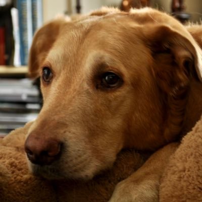 Memphizzle's profile picture. #ChelseaFC #WantItAll #GoSensGo #TeamLH 🐐