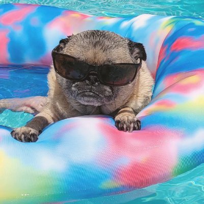 CalaMMint's profile picture. Just an anti-drug pug on a floatie wearing shades. I’m here to shitpost and fuck, and I’m all out of fucks.