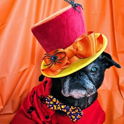 MisterPemberto1's profile picture. I'm a Pug! Tripawd/Cancer survivor, living my best life on the coast of Maine 🦞 #theruffriderz ... Instagram @misterpemberton ....TikTok @pemberton217