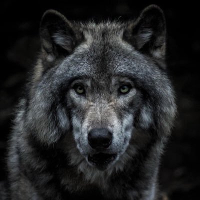 SaalahuddinK's profile picture. 