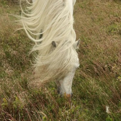 pika0pikao's profile picture. | kaomi — ★！！ minor (17さい)、
•  `succumb to your needs´ -- (esheitch in @sadlittlepup )