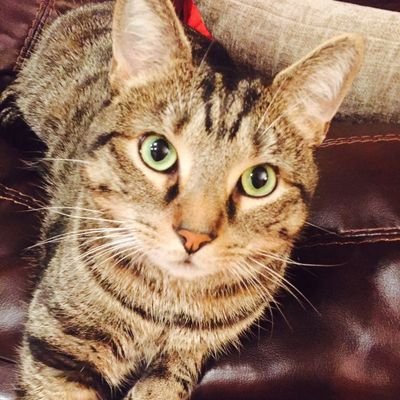 FGroberg83477's profile picture. @carsenozg
@Tove
@Orden
Army vet- IN (ret)
Business executive
French immigrant
Medal of honor Recipient