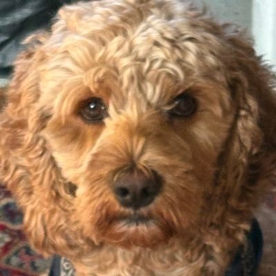 woesblows's profile picture. pee pee poo poo