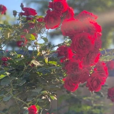 jongjikim57992's profile picture. 🌹🌹🥀🌹