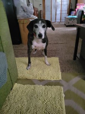 KaatieDaisy's profile picture. I love dogs