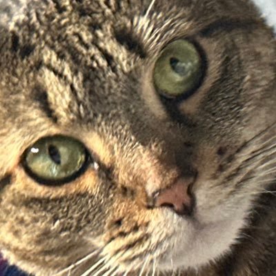 andrewalicearaf's profile picture. 