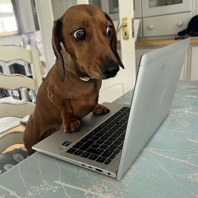 Sznfae's profile picture. Marxista-leninista e fã da Ariana Grande