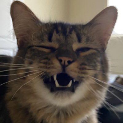 babygeorgetabby's profile picture. 2 year oald tabby kitty | ❌nsfw ❌DMs | I follow back!!!