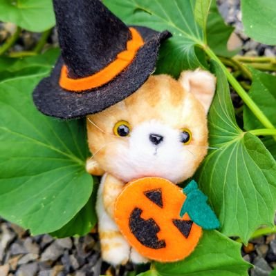 菊姫にゃんにゃ。さんのプロフィール画像