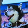 Louie3722's profile picture. Missouri raised, Nevada living. Dawg Fan and UW Grad! Cardinals baseball is LIFE!