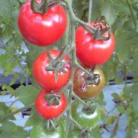 tomachin5472's profile picture. ずっと真夜中でいいのに。が大好き。
クリエイター、家電オタクです。
推しは純情のアフィリアのゆみちぃ（@129Ym_afilia）。
映画、海外ドラマ、ムーミン（推しは飛行おに）、サウスパーク、アイドルが好きです。
洋酒・ビールが好きです。