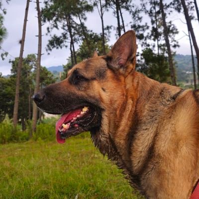 DanielBuchn1's profile picture. 