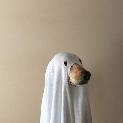 ppiglettttt's profile picture. พ้มมาดีนะคับ ที่จิงมีแอคที่เล่นประจำเเต่โดนระงับเพราะอะรัยก้ไม่รุ้ อันนี้แอคใหม่ไม่มีอะรัยเเน่ๆเอามาไว้ตามศิลปินเฉยๆ พ้มติดตามใครอย่าตกใจนะคับมาดีจิงๆ🙏🏻😭