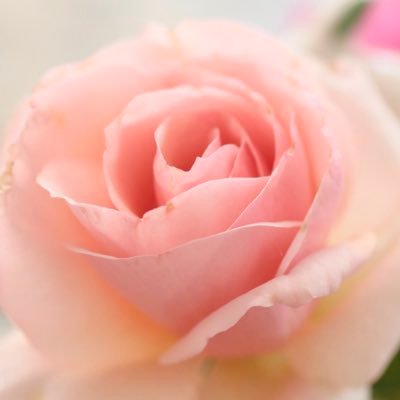 🕊️さんのプロフィール画像