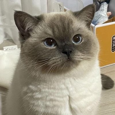 krltantalum's profile picture. in an entropic state of mind || RCh soon