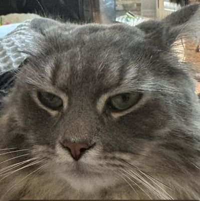 Zalyaa3's profile picture. 