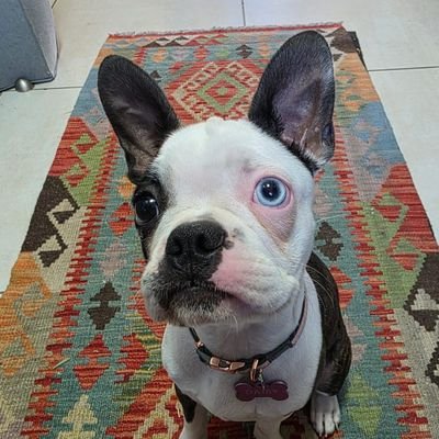 DaisyBtheBoston's profile picture. Daisy B is a playful Boston Terrier with a big personality and even bigger blue eye. Known as the star of Daisy Daily Dog Facts, she shares fun quirky facts.