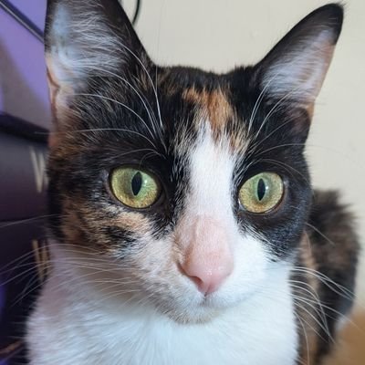 FreyjaMeows's profile picture. Hii! Mine name Freyja, 1 yr old calico, nip addikt. I meows stuf heer. U can see me meows heer. Oki. Tank yuo. 💜🌿 Mombi = @jyndaru #catsoftwitter