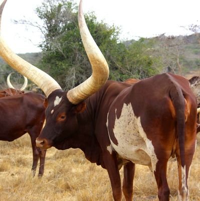 nicnico954's profile picture. 