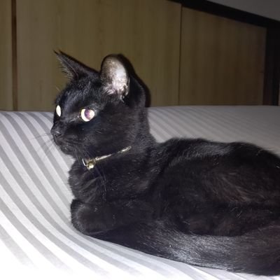 chikamoka52's profile picture. サブ垢です
主にコンカフェやアイドルなどを、フォローしてます✨
本垢は、@chikareo84です