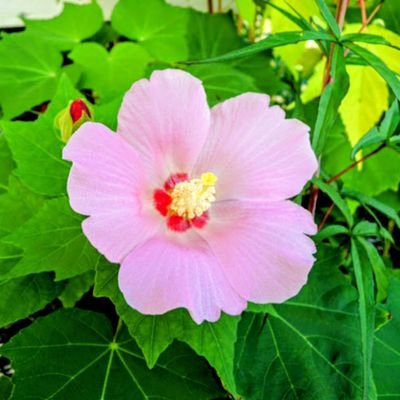fuyou_kitakyu's profile picture. 花のいのちはみじかくて、苦しきことのみ多かれど、風も吹くなり、雲も光るなり