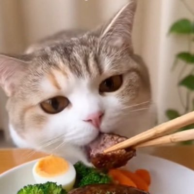 nekogaeat's profile picture. eat cat eat