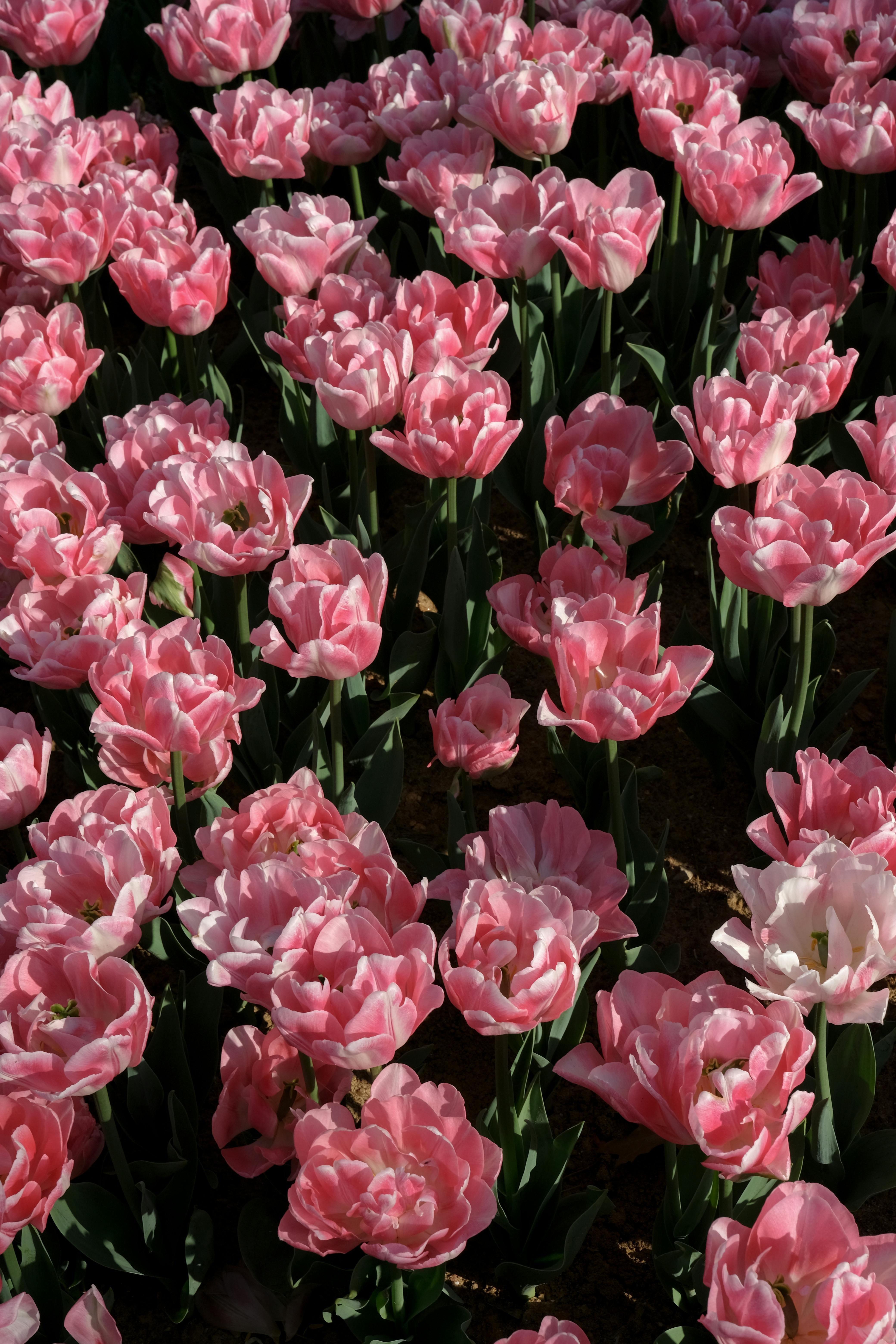 AlexGaud1's profile picture. No le cuentes a tu amiga quе la tengo como león