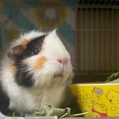 jyosepui605's profile picture. ジョセフィーヌ5歳アビシニアン女の子 🐹
