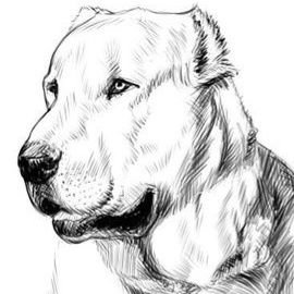 Rawvolutionegy's profile picture. 🥩 100% natural raw food for dogs & cats
🚚 Shipped fresh, nationwide 🇪🇬
❤️ From our family kitchen to your