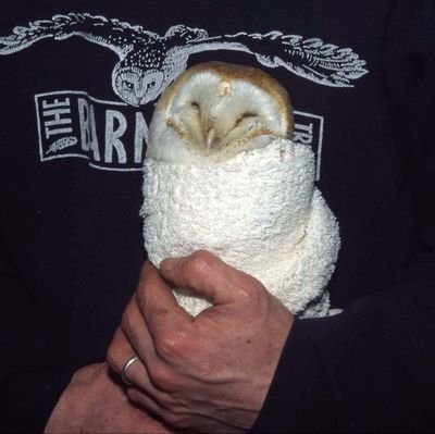 liminal7337's profile picture. 