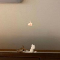 🙀 (@badakbiruu) 's Twitter Profile Photo