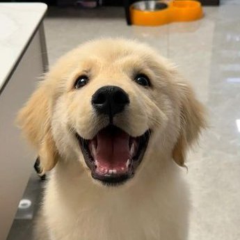 @puppygirlOCE