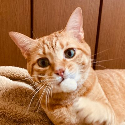 pompom22k's profile picture. 猫大好きな人の、猫ちゃんとの日常です。あずきくん6歳 もなかくん6歳 わらびさん推定4歳 よもぎさん推定1歳半 先代は18年5月に15歳で🌈 無言フォローお許しください