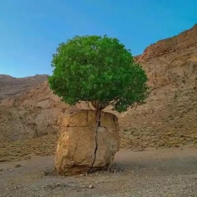 KaramiSiro72327's profile picture. 